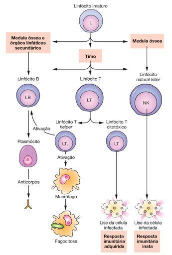 Linfócitos Linfócitos B: Receptores para Ig Originam plasmócitos produção de an,corpos Linfócitos T: Órgãos linfóides