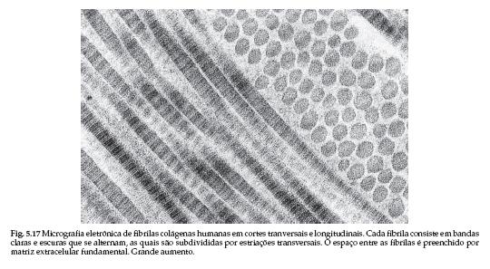 Colágeno Fibras colágenas: proteína mais abundante do organismo, sinte,zados pelos fibroblastos Colágenos fibrilares: - Colágenos,po I, II, III, V ou XI fibrilas longas (ossos,