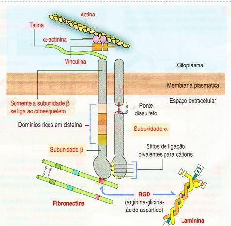 célula (integrina e