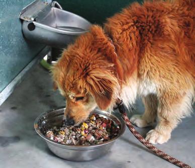 49: As variáveis contextuais podem incluir fatores como doença, alteração na dieta, fadiga ou o tipo de local onde o animal