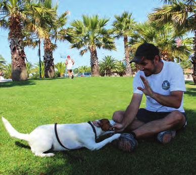 TREINO E MODIFICAÇÃO COMPORTAMENTAL DE CÃES os cães vão oferecer um variado leque de comportamentos que podem ser reforçados e vão exibir comportamentos não desejados poucas vezes.