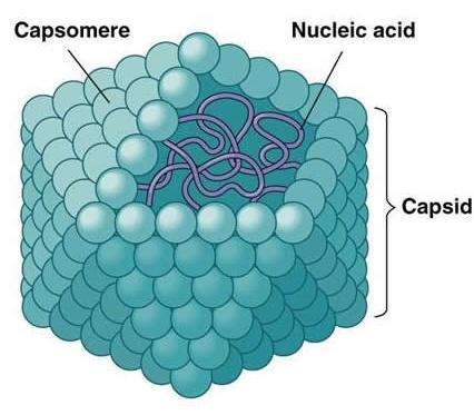 Ácido nucléico DNA