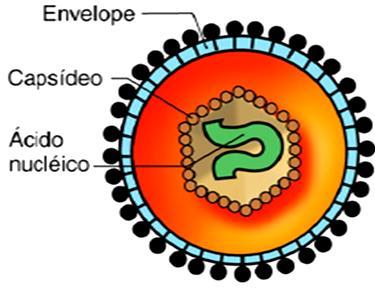Vírus envelopado Ex: Rotavírus Papilomavírus Parvovírus