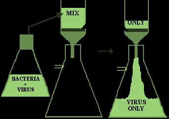 causada por um agente não filtrável Esporos?? Toxinas?