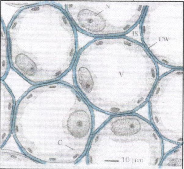 Parênquima Tecido vivo Paredes primárias Espaços intercelulares Paredes