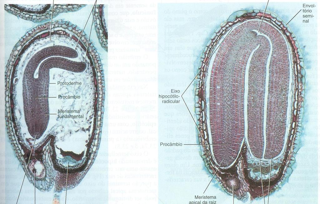 Sistemas de tecidos Dérmico Vascular Fundamental Meristemas