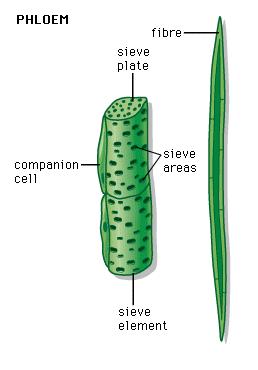 Floema Fibras Placa crivada (parede terminal do elemento