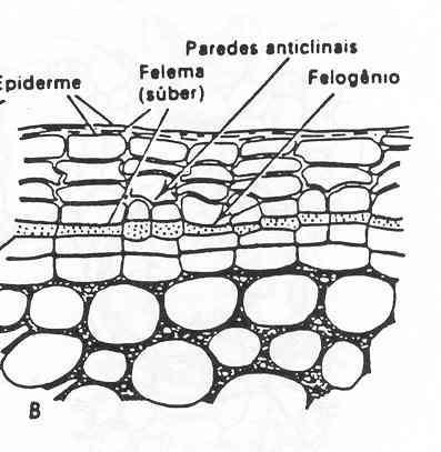 felogênio e a feloderme (tecido vivo