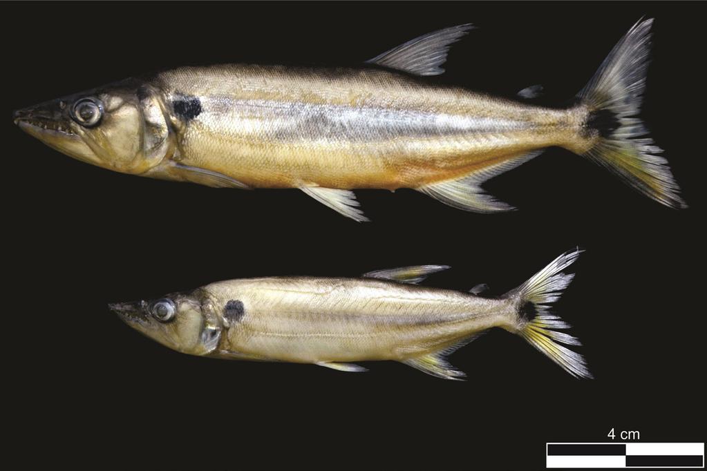 Biota Neotrop., 18(1): e20170430, 2018 5 Fishes of Marinheiros Island Figure 3.