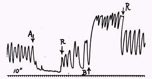 Útero Ação em células glandulares Fig. 16. Útero de rata virgem com 50 cc de Sol. Tyrode.