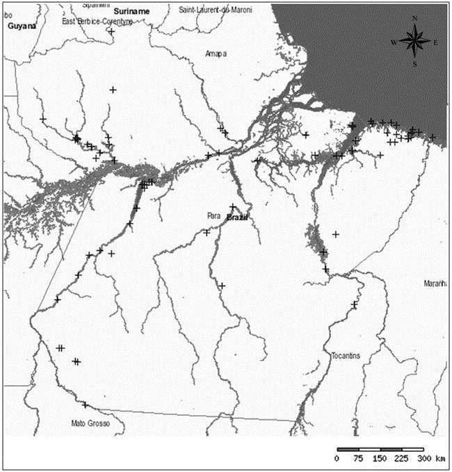 Figura 2 - Distribuição das espécies de Dalbergia no estado Pará de acordo com a plataforma SpeciesLink.