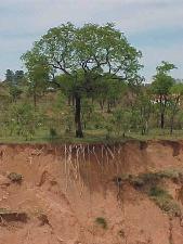 Química do Solo O intemperismo é de grande importância também na formação dos solos, pois em algumas regiões onde há grandes formações rochosas a fixação de plantas é mais