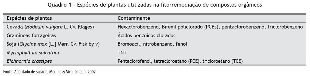 REMEDIAÇÃO DE SOLOS CONTAMINADOS Uma planta boa remediadora deve ser capaz de crescer na presença do