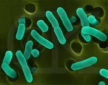 A ligação de uma bactéria envolve estruturas celulares (flagelo, pili, cápsulas, membrana externa (polímeros) A ligação