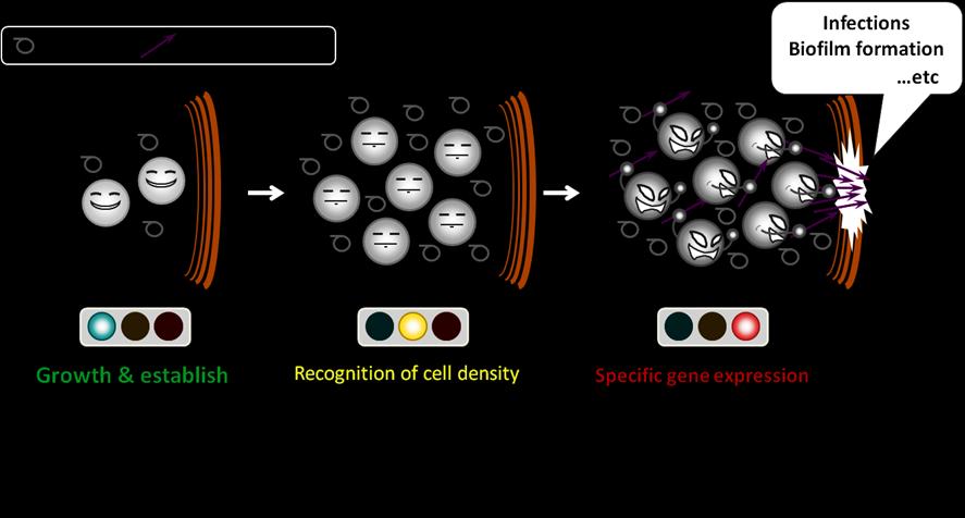 Comportamento social dos Biofilmes Para que um biofilme de uma ou várias espécies seja formado, é necessário o estabelecimento de um comportamento multicelular, que se reflete em atividades