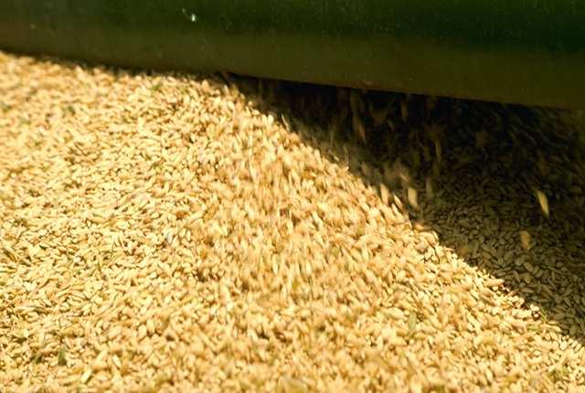 Impacto do Aumento de Temperatura - Arroz Resultado: Decréscimo de 10 na produção para cada aumento de 1 C na temperatura mínima média durante a estação de crescimento (Jan a