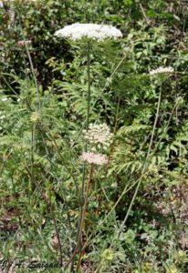 A Daucus carota é uma planta interessantíssima na qual quase ninguém repara Nas bermas dos caminhos, nas orlas dos cursos de água e em terrenos não cultivados, misturada com outra vegetação, é