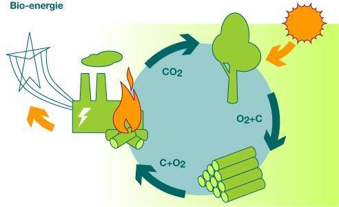 O que é biomassa? Através da fotossíntese, as plantas capturam energia do sol e transformam em energia química. Esta energia pode ser convertida em eletricidade, combustível ou calor.