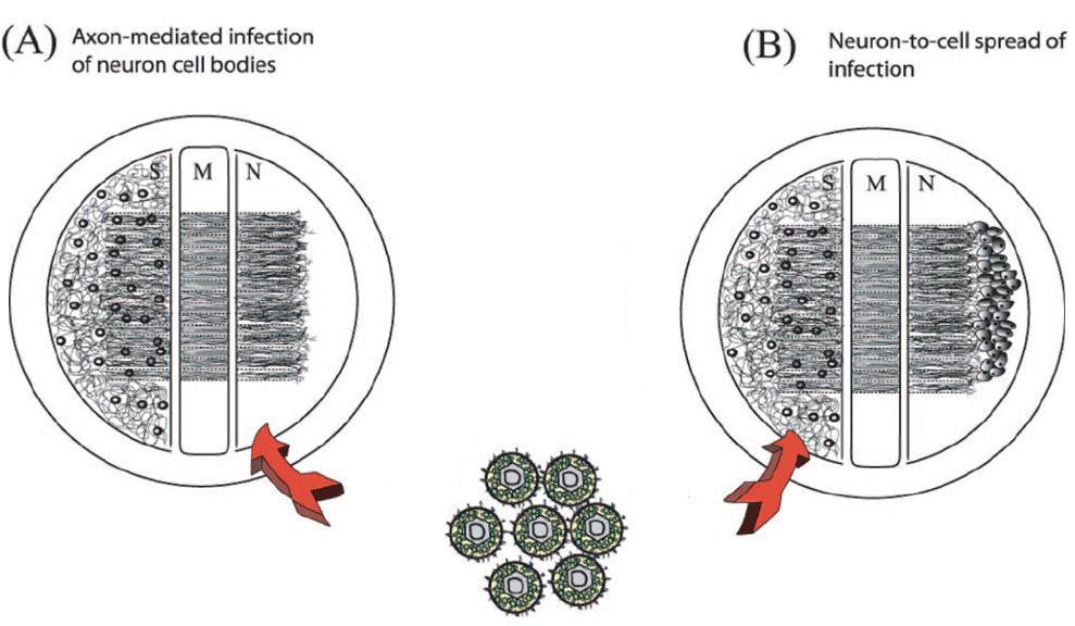 Herpes simplex reativação 1 estimulação da via de