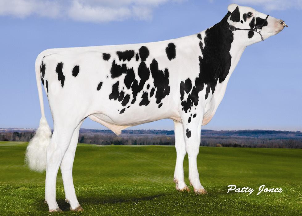 17 de tipo funcional, + 2.91 de composto de úbere, + 2.71 de composto de pernas e pés, é Immunity+ de uma das mais impressionantes linhagens de vacas da raça e vem com sêmen sexado - Sexxed!