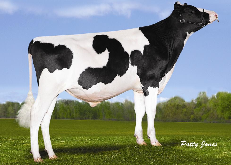 200HO3967 SPEAKER MOGUL x MAN-O-MAN x GOLDWYN x TITANIC TPI = 2.445 Este filho de Mogul vem da linhagem materna da grande Gillette Blitz 2nd Wind.