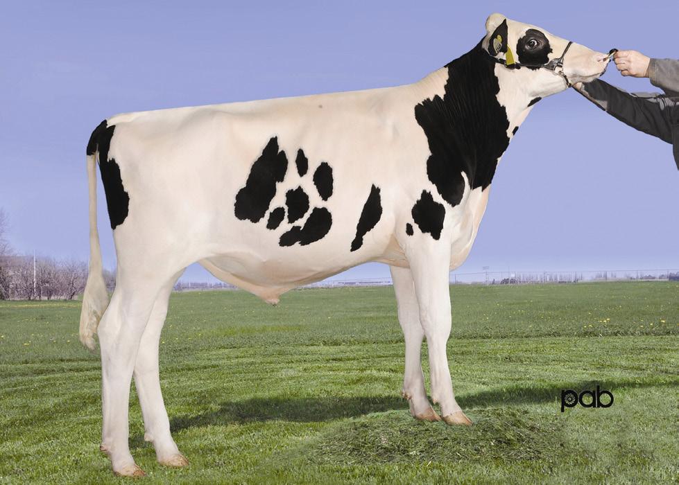 200HO6589 FIX MOGUL x OBSERVER x SHOTTLE x ALLEN TPI = 2.419 Não é sempre que conseguimos uma combinação tão feliz de imensa solidez de pedigree com excelentes números de provas.