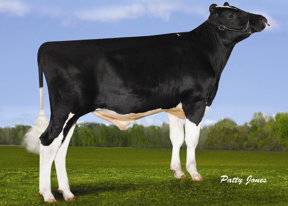 200HO3987 PROVIDENCE MERIDIAN x JEEVES x GOLDWYN x RUDOLPH TPI = 2.342 Providence é mais um HealthSmart que exemplifica a palavra equilíbrio! Produção, saúde, tipo e pedigree.