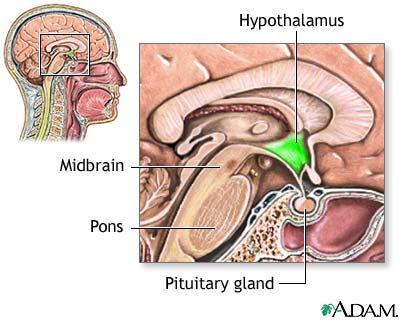 Tratados Diagnosticados < 1% Processo cerebral ativamente induzido e altamente organizado Os