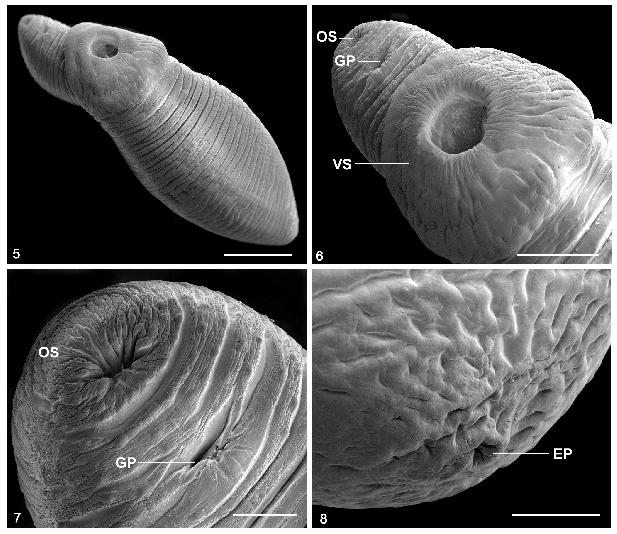 Hirudinella parasitizing Makaira and Acanthocybium Felizardo et al. Figures 5-8. Hirudinella ventricosa from Makaira nigricans by SEM. Fig 5. Entire worm latero-ventral view. Scale bar = 2.5 mm. Fig. 6.
