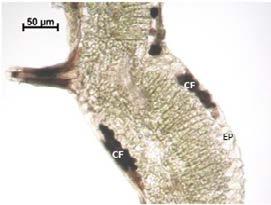 secções transversais da região internervura das folhas.