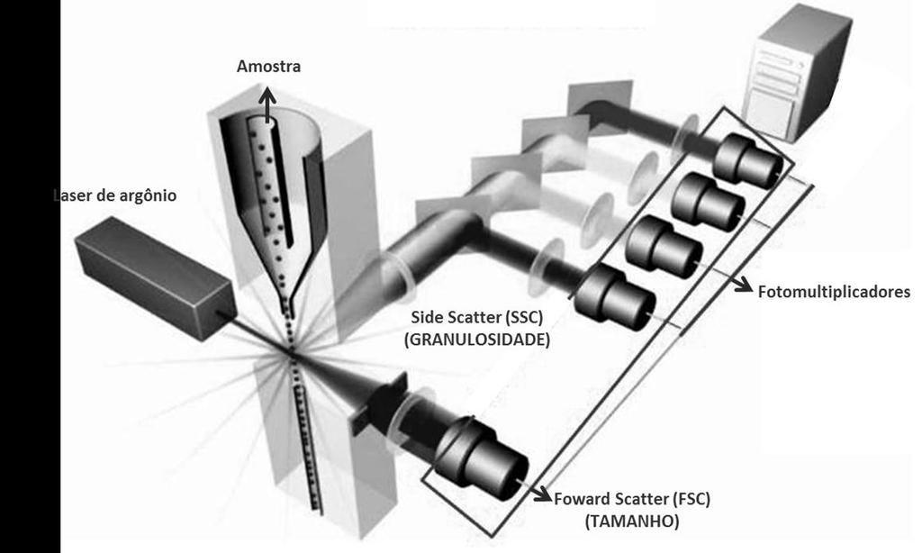 para tubos fotomultiplicadores (PMTs) e assim convertem a luminosidade em sinais elétricos (BERTHO, 2011). 45 Figura 6 Representação esquemática do funcionamento de um citômetro de fluxo.