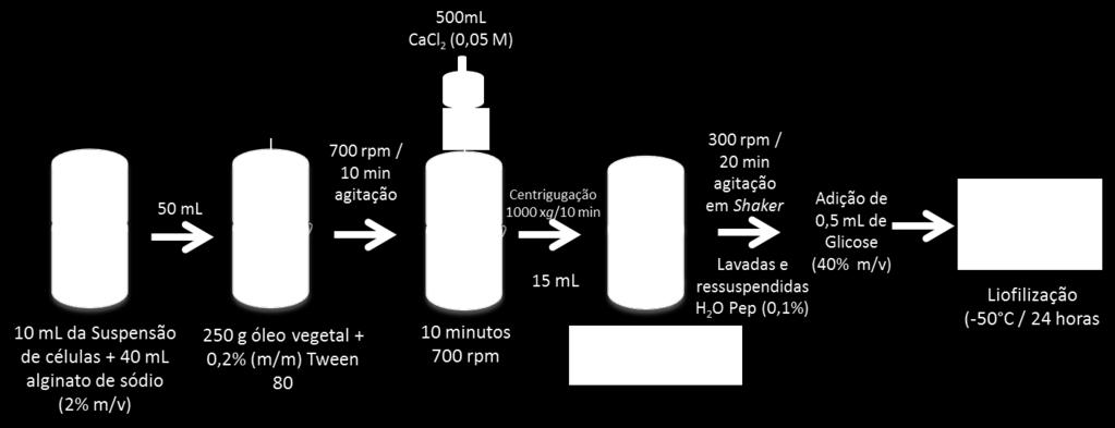 Como demonstrado na Figura 8, para produção das microcápsulas de alginato de cálcio com amido resistente seguiu-se o mesmo procedimento anterior sendo que, amido resistente a 2,0 g 100