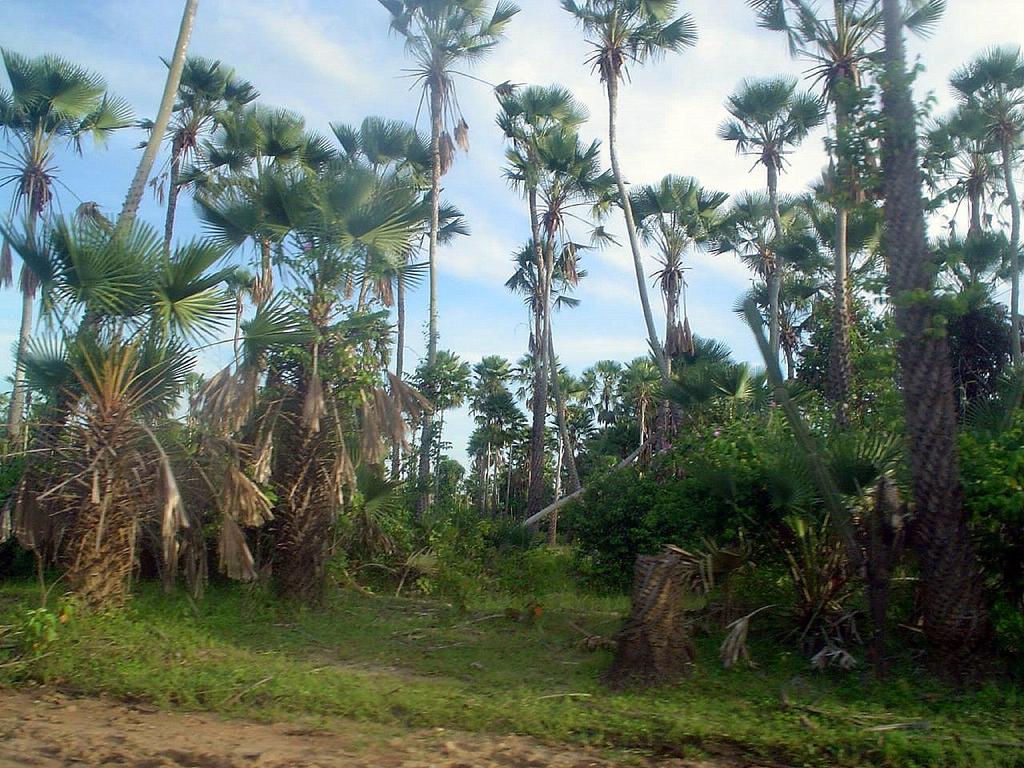 Mata de Cocais Ciliares de Carnaúba no Sertão do Ceará