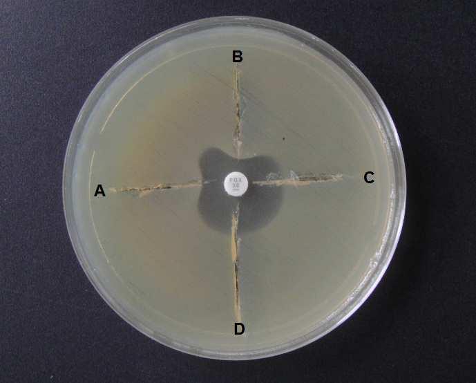 Resultados 93 Figura 5.3. Teste tridimensional. A) Enterobacter spp. A35.002, B) E. coli transconjugante C600 R96D bla MIR-1, C) K. pneumoniae ATCC 700603, D) K. pneumoniae A34.