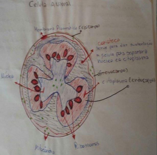 superficial e sucinta. Desta maneira, se apresenta abaixo os conceitos de célula a partir do relato dos educandos C e D.