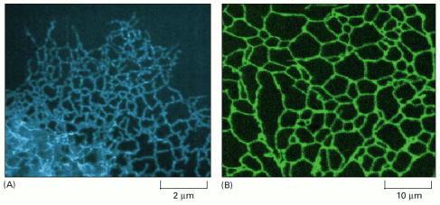 Retículo endoplasmático ao microscópio de fluorescência