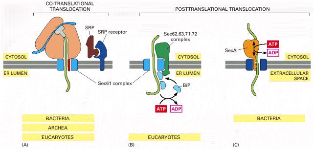 Tipos de translocação proteica no RE ou membranas plasmáticas