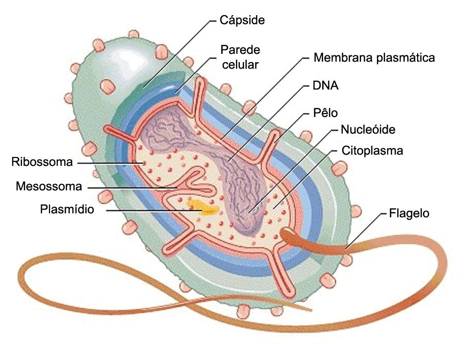 Células