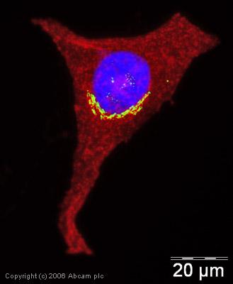 proximidade do núcleo em células animais