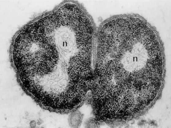 Nucleóide