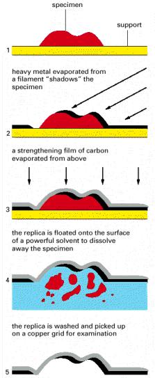 Técnica de freeze fracture /