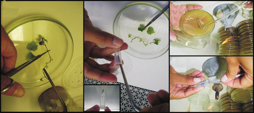 62 Indexação de variedades de videira provenientes do cultivo in vitro.