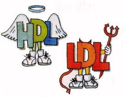 LIPÍDEOS - LDL Lipoproteína de baixa densidade, transporta lipídeos de síntese s endógena do fígado aos tecidos periféricos