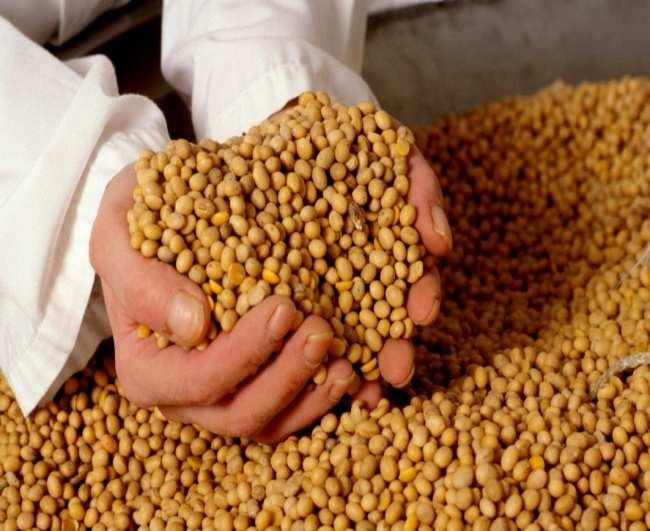SOJA Soja: Soja: o consumo de proteína de soja, provocou uma redução de 6 % no