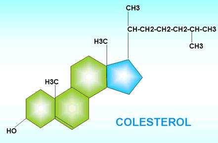 LIPÍDEOS Colesterol: Precursor de hormônios esteróides