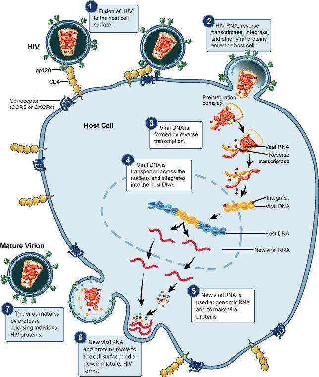 Fisiologia viral - 10 Bilhões de