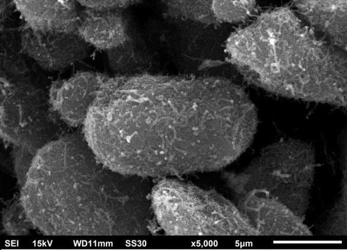 Perda de massa (%) A igura 3 apresenta o resultado da análise termogravimétrica (ATG) do material preparado neste trabalho, a qual foi realizada a fim de verificar a quantidade de nanotubos contidos