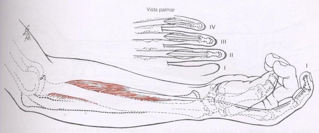 2.4.3 Músculo Flexor Profundo Dos Dedos Inserção Proximal: Face anterior dos ¾ proximais da ulna e do rádio e membrana interóssea.