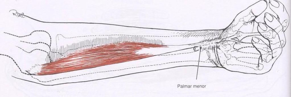 Ação: Flexão de punho, IFP e IFD do 2º,3,4 e 5º dedos 2.4.4 Músculo Flexor Radial Do Carpo Inserção Proximal: Epicôndilo medial. Inserção Distal: Face anterior do 2º metacarpal.