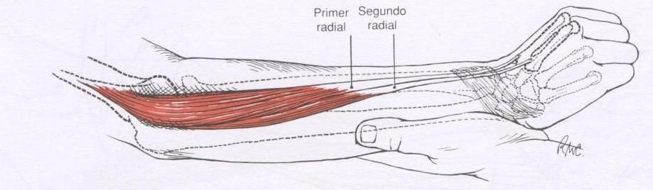 2.4.7 Músculo Extensor Radial Longo Inserção Proximal: Face lateral do 1/3 distal da crista supracondiliana do úmero. Inserção Distal: Face posterior do 2º metacarpal. Inervação: Nervo Radial.